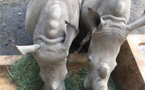 成都动物园新添2只白犀牛 快来给它们取名字吧！