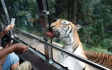 好玩还免票！成都这些地方的人去碧峰峡动物园免票啦！