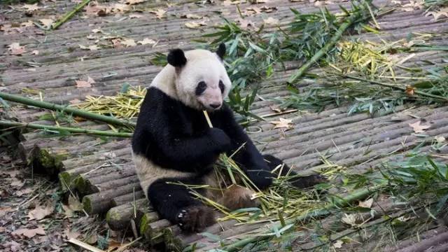 超强成都美食推荐！满屏的美味根本控制不住自己