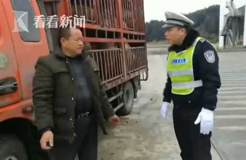 视频｜猪在囧途！运输车栅门忘关“二师兄”从车上跌落