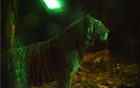 成都向西2小时！美食节+夜间动物园川西这个地方搞事啦！