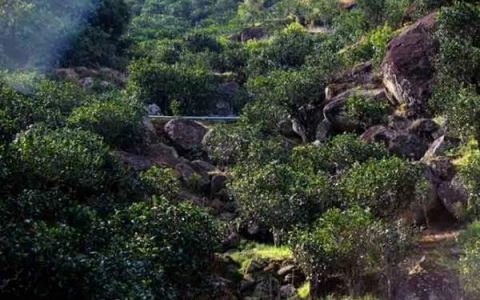 除班章、冰岛山头普洱茶外的另一种普洱味它叫云南岩茶