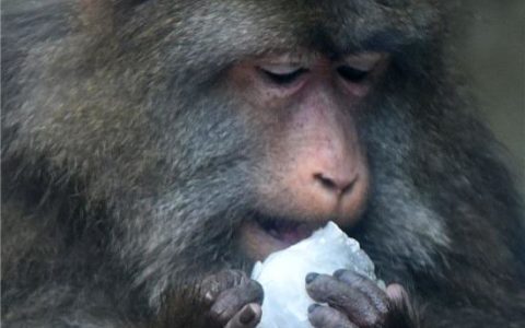 成都动物园熊猫狮虎顽猴消夏 抱到冰块不撒手 90斤可舔一天