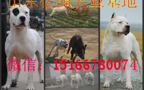 新乡市想养苏联红犬