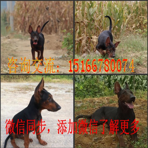 新乡市想养苏联红犬