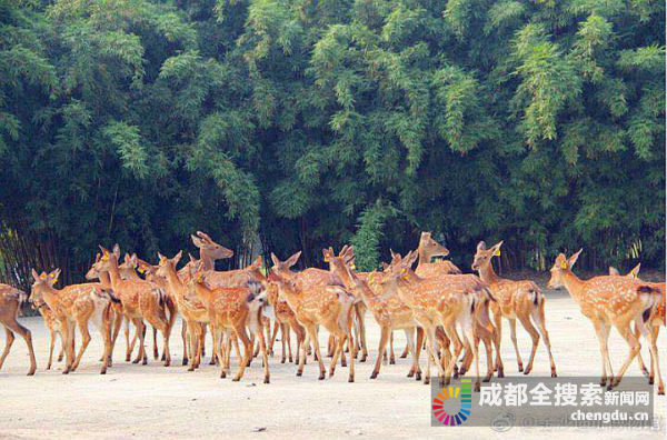 去成都各大博物馆 除了文物还能看到这些“镇馆神兽