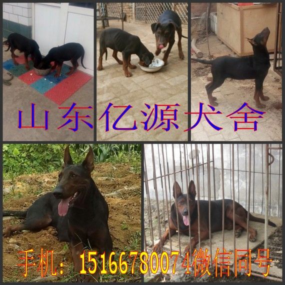 新乡市想养苏联红犬