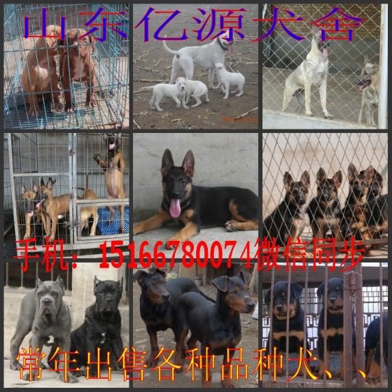 新乡市想养苏联红犬