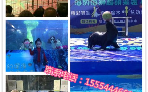 肥城市租赁出租海狮表演