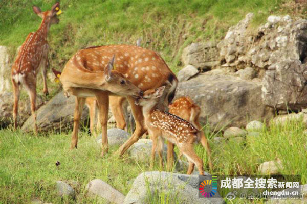 去成都各大博物馆 除了文物还能看到这些“镇馆神兽