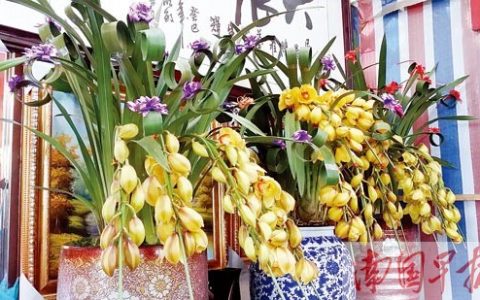 高端年宵花价格跳水 小型花卉盆栽更受宠(图