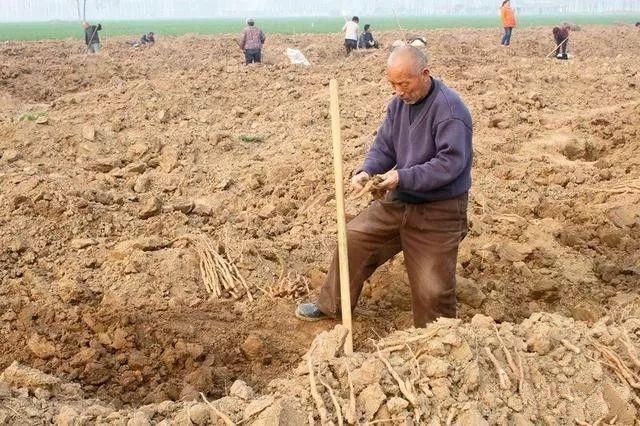 在自家菜地挖出古物擅自改装专家赶来鉴定老农吓得汗出如浆